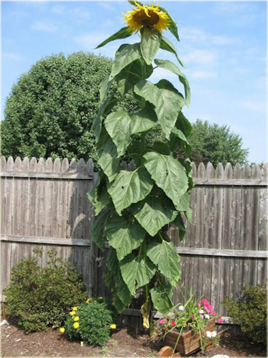 Sunflower Seeds - 25+ Count - Striped Giant Variety - Heirloom Non-GMO - Helianthus annuus