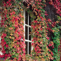 Boston Ivy Seeds - 50 Pack, Parthenocissus tricuspidata, Climbing Vine for Walls & Fences, Fall Foliage, USA Seller