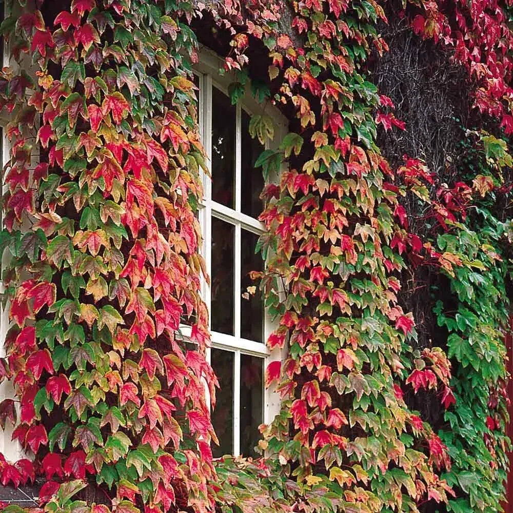 Boston Ivy Seeds - 50 Pack, Parthenocissus tricuspidata, Climbing Vine for Walls & Fences, Fall Foliage, USA Seller