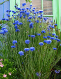 Bachelor's Button Seeds - Blue Double Flower Variety - Florist Quality - Centaurea cyanus