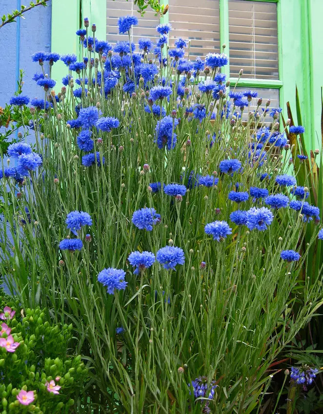 Bachelor's Button Seeds - Blue Double Flower Variety - Florist Quality - Centaurea cyanus