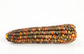 Earth Tones Dent Corn Seeds - 50 Pack, Heirloom Zea mays for Home Garden, Decorative & Cooking