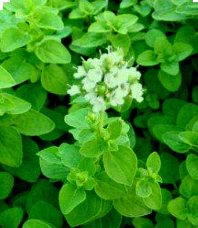 Sweet Marjoram Seeds – 300+ Non-GMO Culinary & Medicinal Herb Seeds – Majorana hortensis