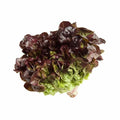Oak Leaf Red Lettuce Seeds Bulk - Loose Leaf Lactuca sativa Crisp Variety for Salad, Indoor & Outdoor Growing