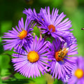 Tahoka Daisy Seeds - Prairie Aster, Purple Wildflower Seeds, Aster tanacetifolius, Drought-Tolerant, Native Plant, 100 Seeds