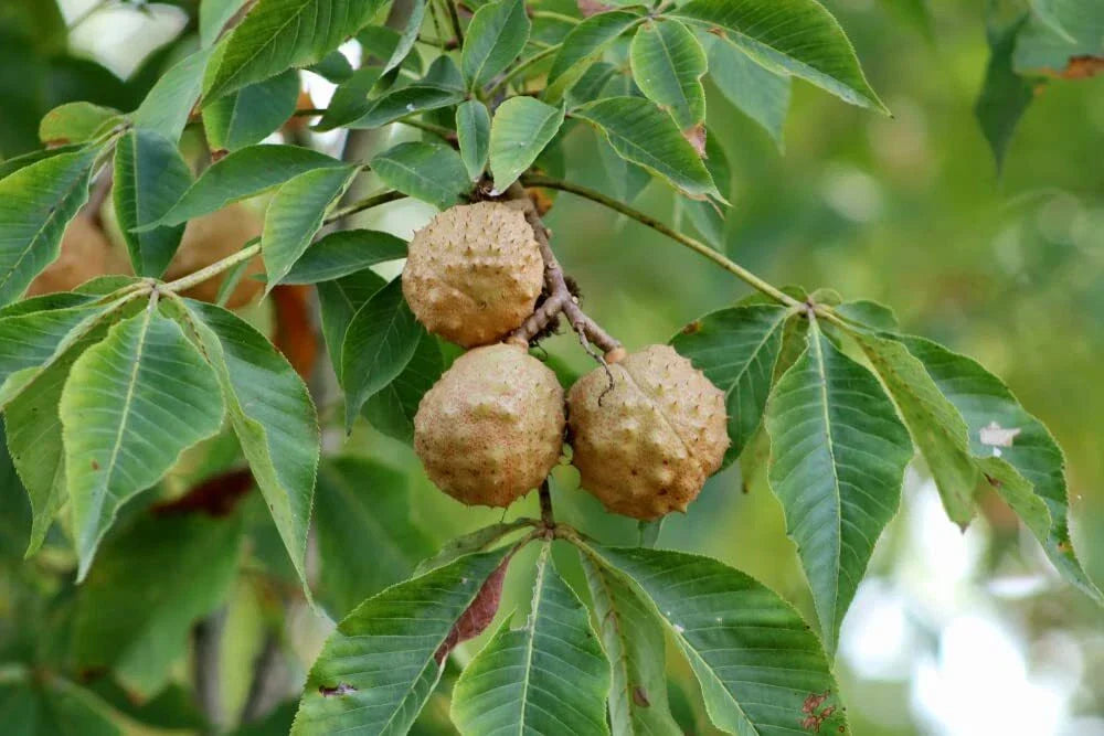 Buckeye Tree Seeds for Planting, Native Ohio State Tree, Aesculus glabra, Deciduous, 2 Pack