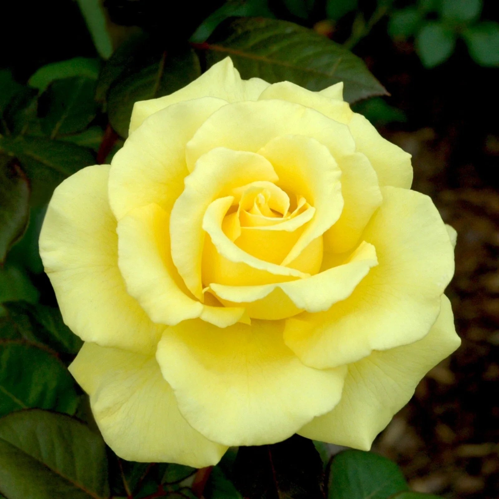 Yellow Texas Rose Cuttings – 3 Rooting Propagation Material – Rosa 'Yellow Texas' Deciduous Shrub