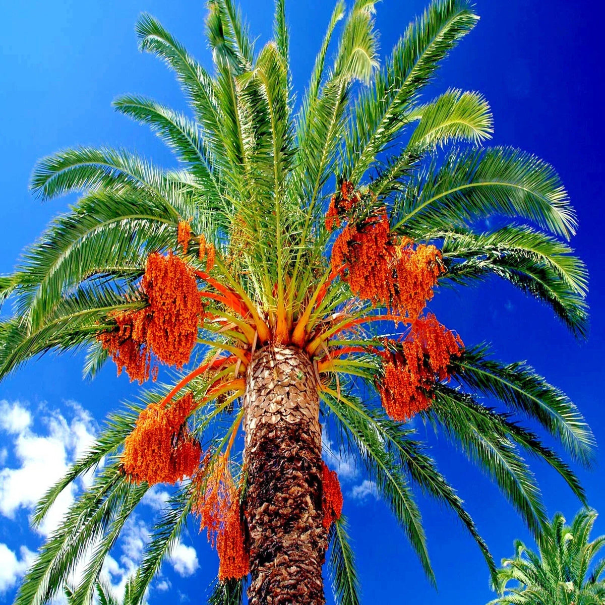 Date Palm Tree Seeds 10 Pack | Edible Fruit Plant | Phoenix dactylifera | Hardy to Zone 8 | Garden & Landscaping Seeds