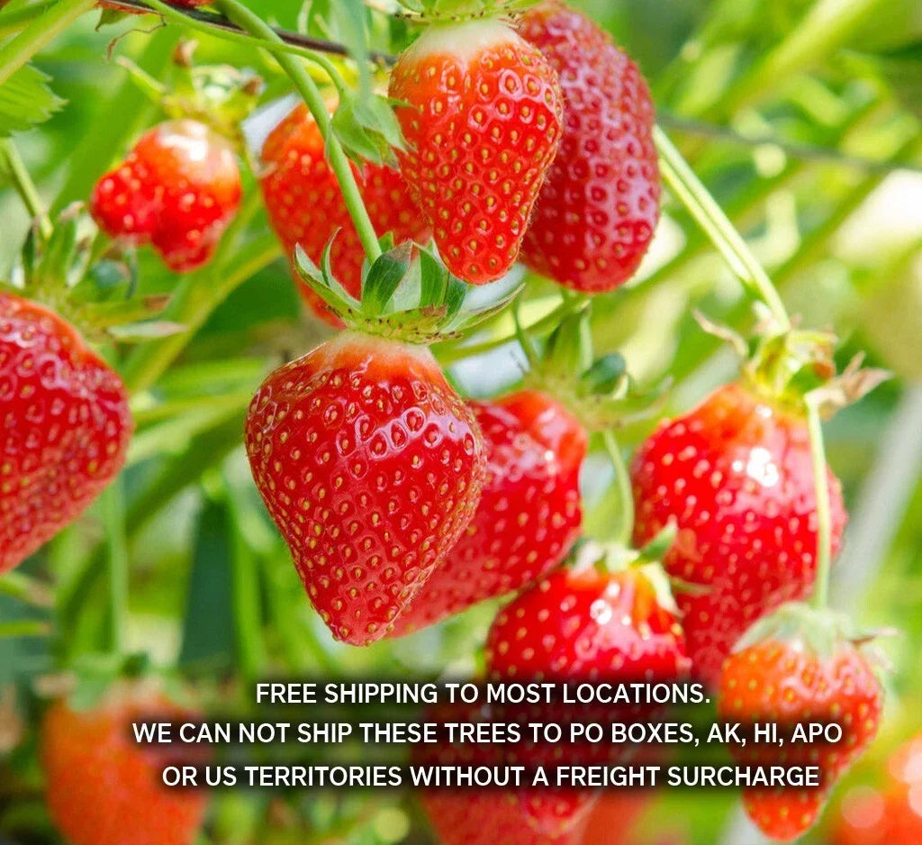Summer Bearing Strawberry Plants Pack of 10 Bare Root Fragaria × ananassa Marys Peak