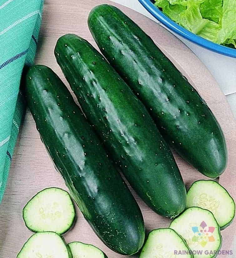 Fanfare Cucumber Seeds – 25+ Pack for Garden Planting, Cucumis sativus, Non-GMO, USA Grown, Perfect for Salads & Pickling