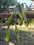 Epiphyllum Orchid Cactus Plant in 4” Pot, “George’s Favorite,” Rooted Epiphyllum spp., Indoor Tropical Cactus, Drought-Tolerant, Pet Safe