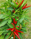Tien Tsin Hot Pepper Seeds 25 Pack Capsicum annuum Spicy Garden Planting Non-GMO