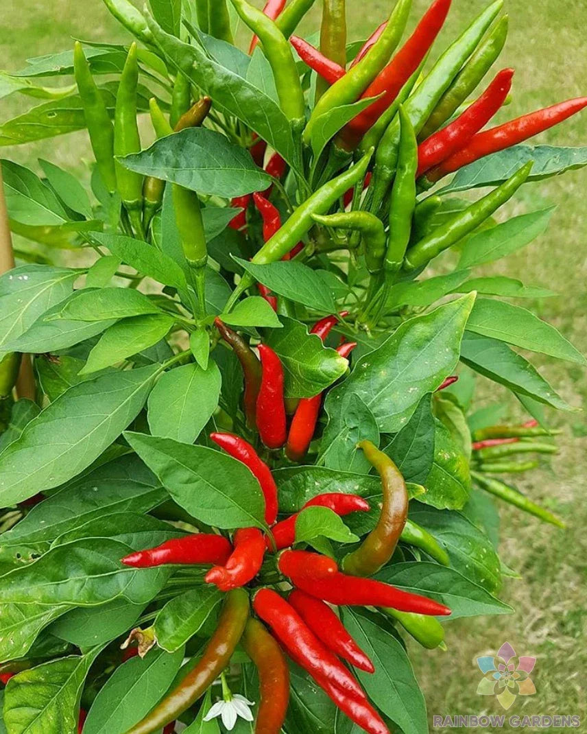 Tien Tsin Hot Pepper Seeds 25 Pack Capsicum annuum Spicy Garden Planting Non-GMO