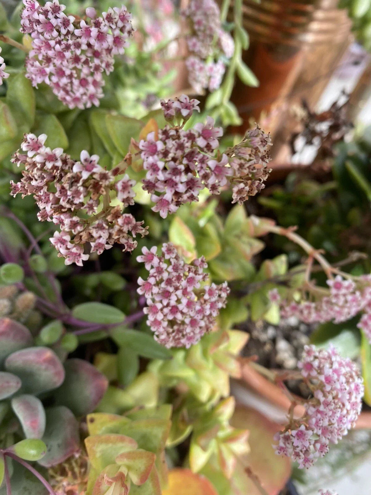 Organic Crassula Succulent Cuttings - Mixed Variety, 10 Pack for Propagation & Home Decor, Easy Care, Indoor & Outdoor