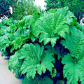 Gunnera Manicata Seeds - 25 Count - Giant Hardy Exotic Plant for Gardens - Dinosaur Food Prehistoric Foliage