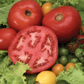 Beefsteak Tomato Seeds - Organic Heirloom Solanum lycopersicum, 120+ Juicy, Large Fruit for Home Gardening & Containers
