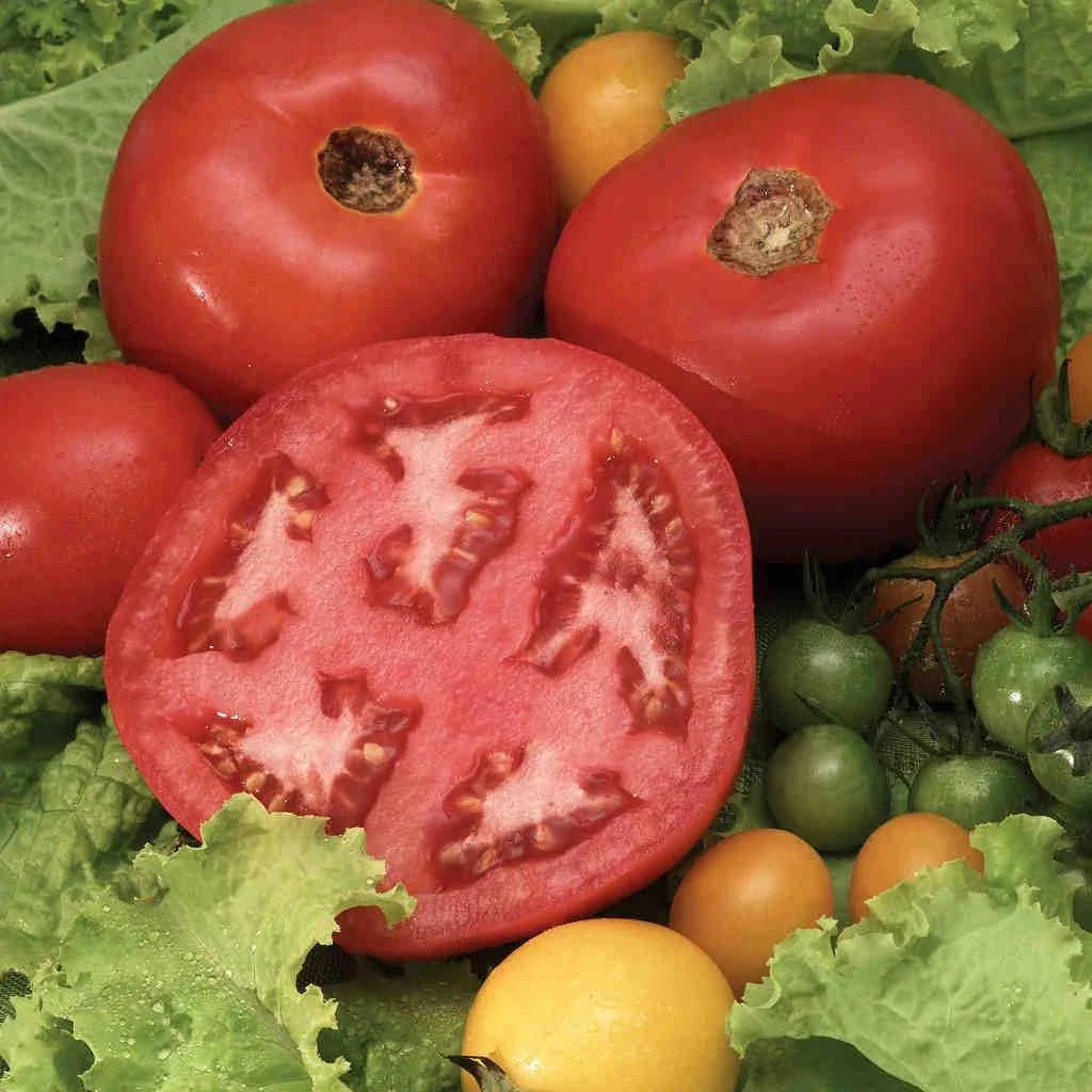 Beefsteak Tomato Seeds - Organic Heirloom Solanum lycopersicum, 120+ Juicy, Large Fruit for Home Gardening & Containers