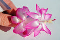 Christmas Cactus Starter Plant - May Queen Schlumbergera Truncata - Indoor Houseplant with Pink & White Blooms