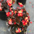 Cocktail Vodka Begonia Seeds - 25+ Premium Begonia x tuberhybrida for Garden, Container & Border Planting