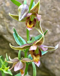 Adam & Eva Orchid Plant - Bare Root Putty Root - Rare Phragmipedium Orchid