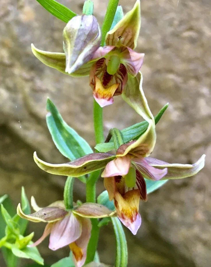 Adam & Eva Orchid Plant - Bare Root Putty Root - Rare Phragmipedium Orchid