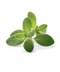 Sweet Marjoram Seeds - 100 Pack, Edible Culinary Herb, Origanum Majorana, Aromatic Medicinal Herb for Cooking & Gardening