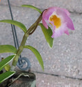 Live Rooted Orchid Plant - Dendrobium loddigesii Variegated Rose - Fragrant Flowers - Indoor Decor