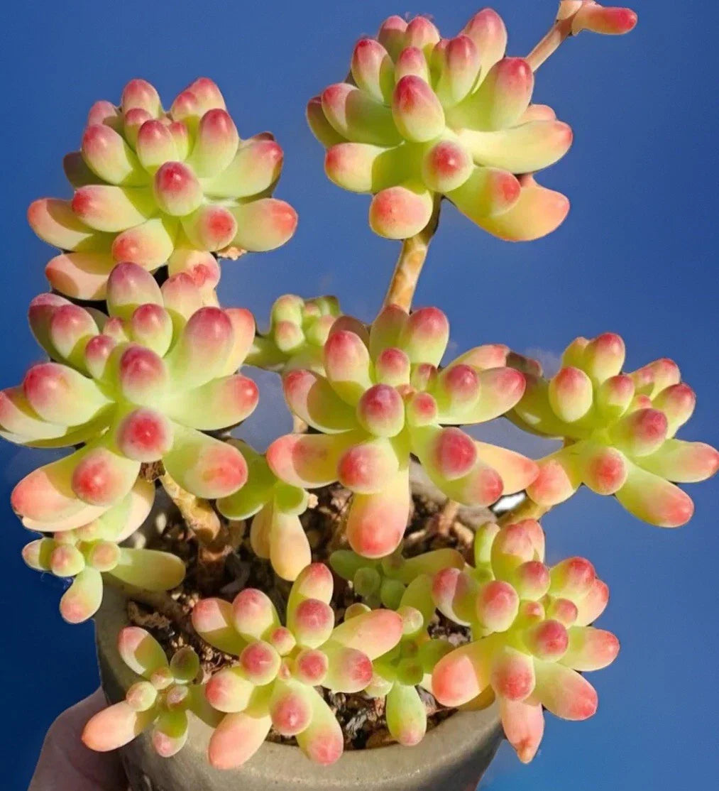 Pink Sedum Pachyphyllum Succulent Plant Cluster – Live Rooted Succulent for Indoor & Outdoor Decor