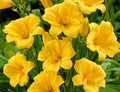 Daylily Live Plant - 8-Eyed Clump Bareroot - Stella d'Oro Hemerocallis - Perennial Flowering Plant