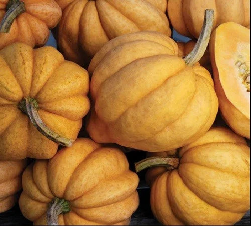 Thelma Sanders Acorn Winter Squash Seeds - Heirloom Cucurbita pepo, Vining, 10 Pack for Home Gardening