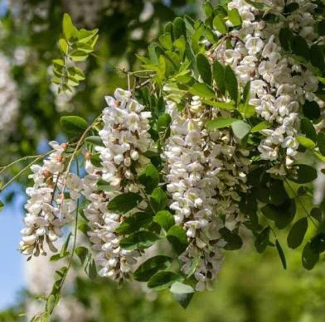 Black Locust Sapling Bare Root Live Plant Robinia pseudoacacia Deciduous Tree for Landscaping