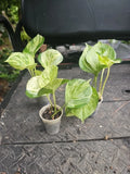 Manjula Pothos Plant 2.5" Pot Variegated Epipremnum aureum Houseplant, Trailing Indoor Plant