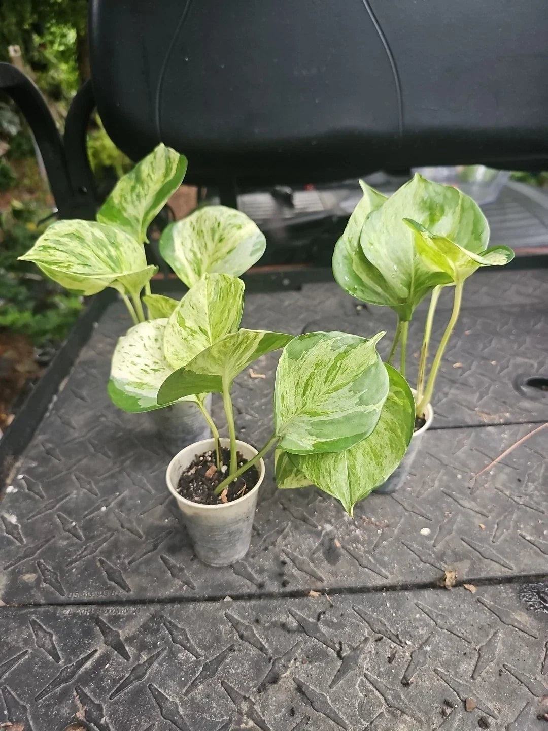 Manjula Pothos Plant 2.5" Pot Variegated Epipremnum aureum Houseplant, Trailing Indoor Plant