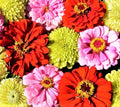 Pink Lemonade Zinnia Seed Mix - 100+ Non-GMO Seeds for Colorful Garden Borders & Containers - Zinnia elegans