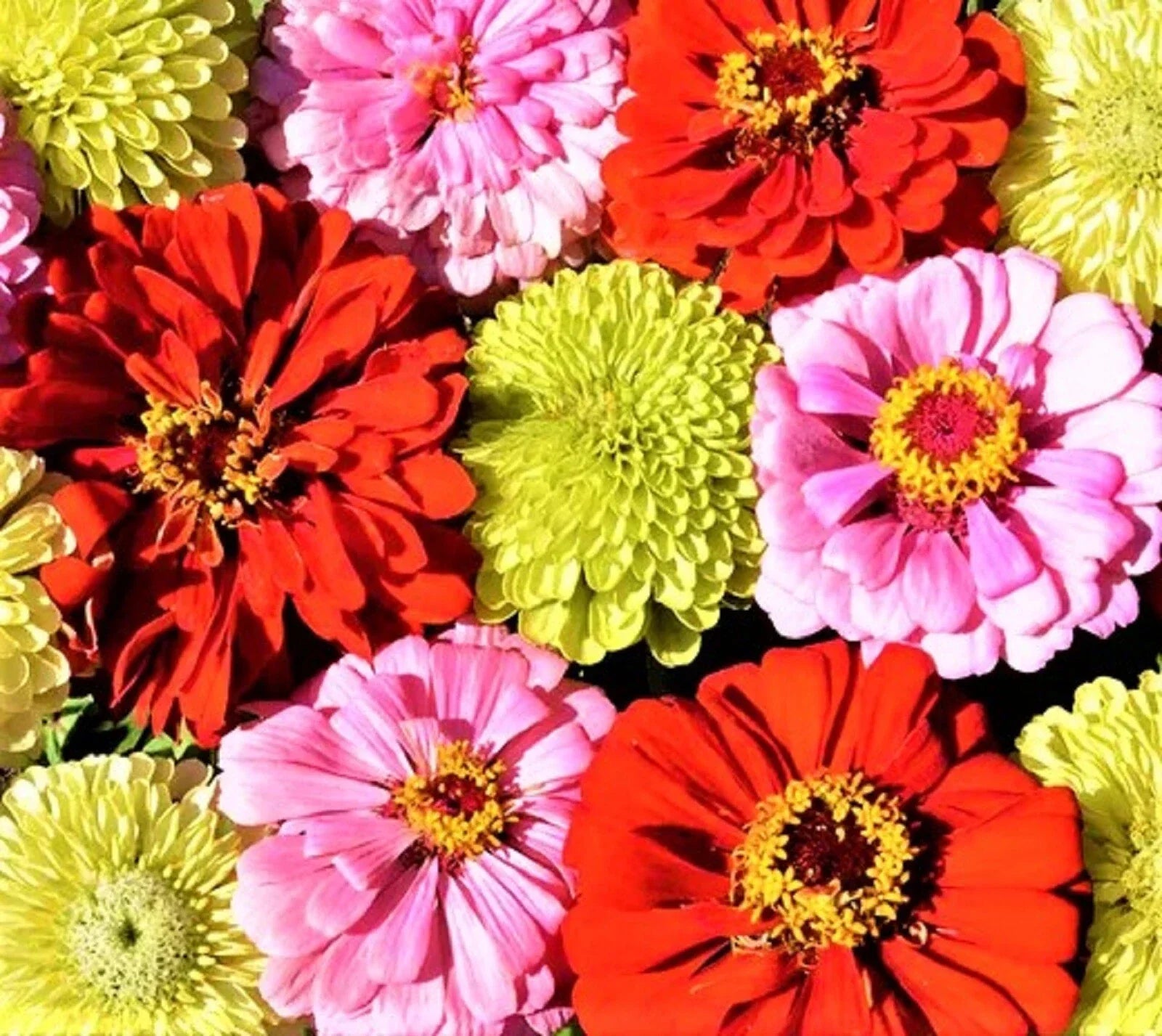 Pink Lemonade Zinnia Seed Mix - 100+ Non-GMO Seeds for Colorful Garden Borders & Containers - Zinnia elegans