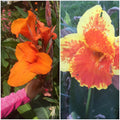 Mixed Canna Lily Bulbs - 4 Pack, Colorful Tropical Garden Plants, Canna indica Bulbs for Outdoor & Container Gardening