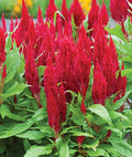 Celosia Seeds, Red Cockscomb, Cut Flower, Over 150 Seeds, Celosia argentea, Annual, Bright Red Blooms