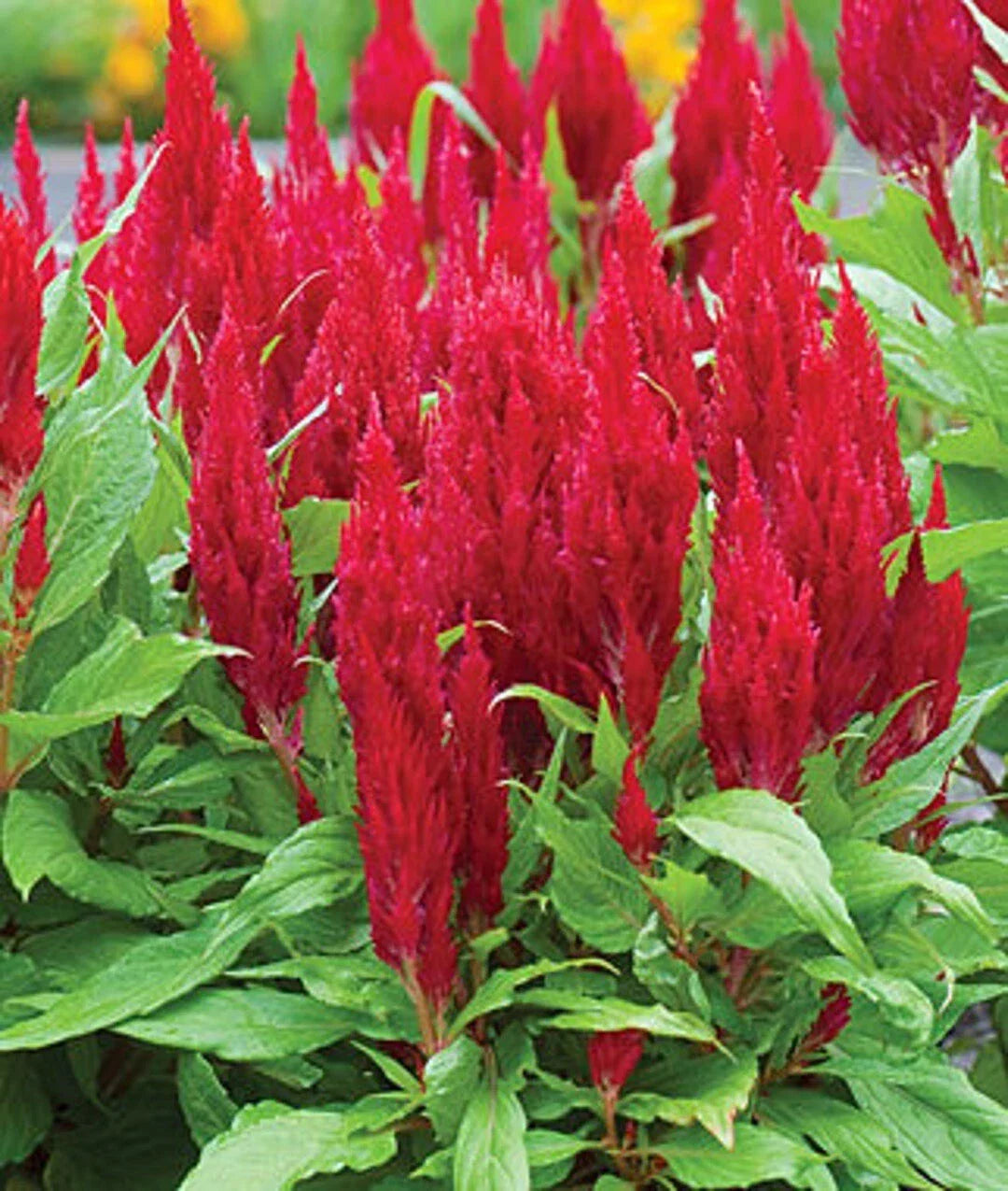 Celosia Seeds, Red Cockscomb, Cut Flower, Over 150 Seeds, Celosia argentea, Annual, Bright Red Blooms