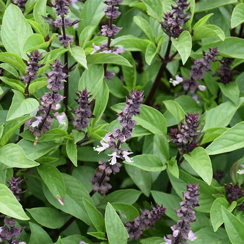 Cinnamon Basil Seeds - Heirloom Non-GMO - Ocimum basilicum 'Cinnamon' - Culinary Herb for Indoor & Outdoor Gardens