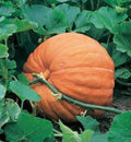 Big Max Pumpkin Seeds - Heirloom Non-GMO, Giant Cucurbita pepo, 100 Seeds for Large Pumpkins, Garden & Competition Growing