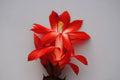 Christmas Cactus Starter Plant - Schlumbergera Truncata - Well-Rooted Indoor Houseplant for Holiday Blooms