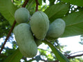 Live Pawpaw Plant Seedling - 6" Asimina triloba Rooted Tree for Garden or Container