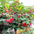 Hummingbird Tree Seeds - Sesbania grandiflora - Agati Flower Plant for Gardens, Attracts Hummingbirds, Rare Tropical Seeds