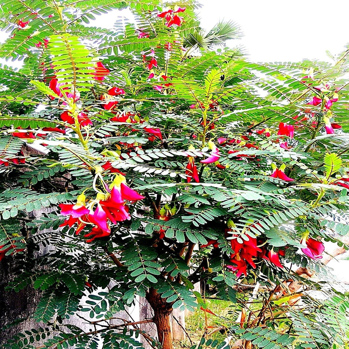 Hummingbird Tree Seeds - Sesbania grandiflora - Agati Flower Plant for Gardens, Attracts Hummingbirds, Rare Tropical Seeds