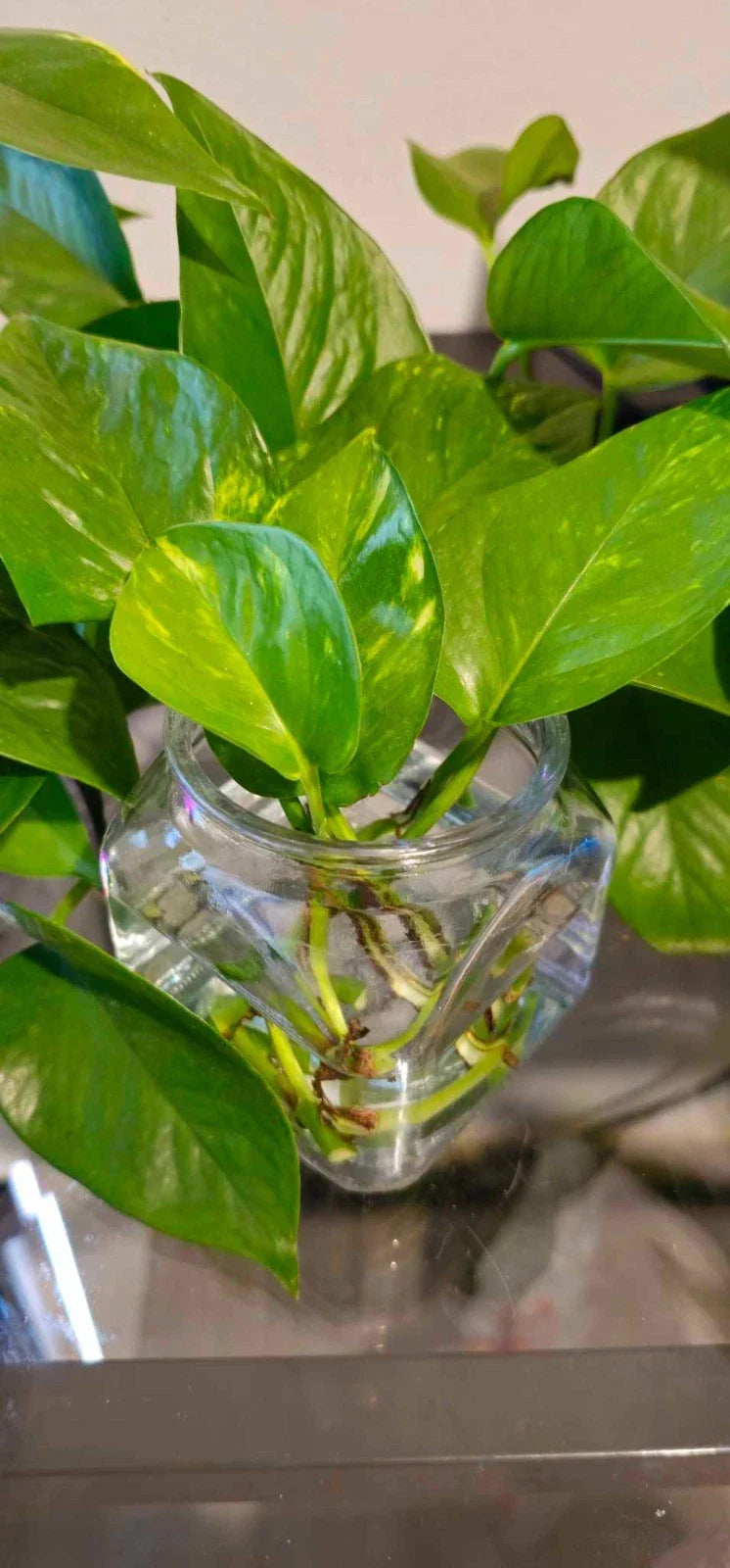 Golden Pothos Cuttings - Healthy Indoor House Plant - Epipremnum aureum - Easy Care, Fast Growing, Propagation Friendly