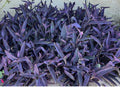 Purple Jade Cuttings - 8 Succulent Propagation Plants - Crassula perfoliata var. falcata - Drought-Tolerant Indoor & Outdoor