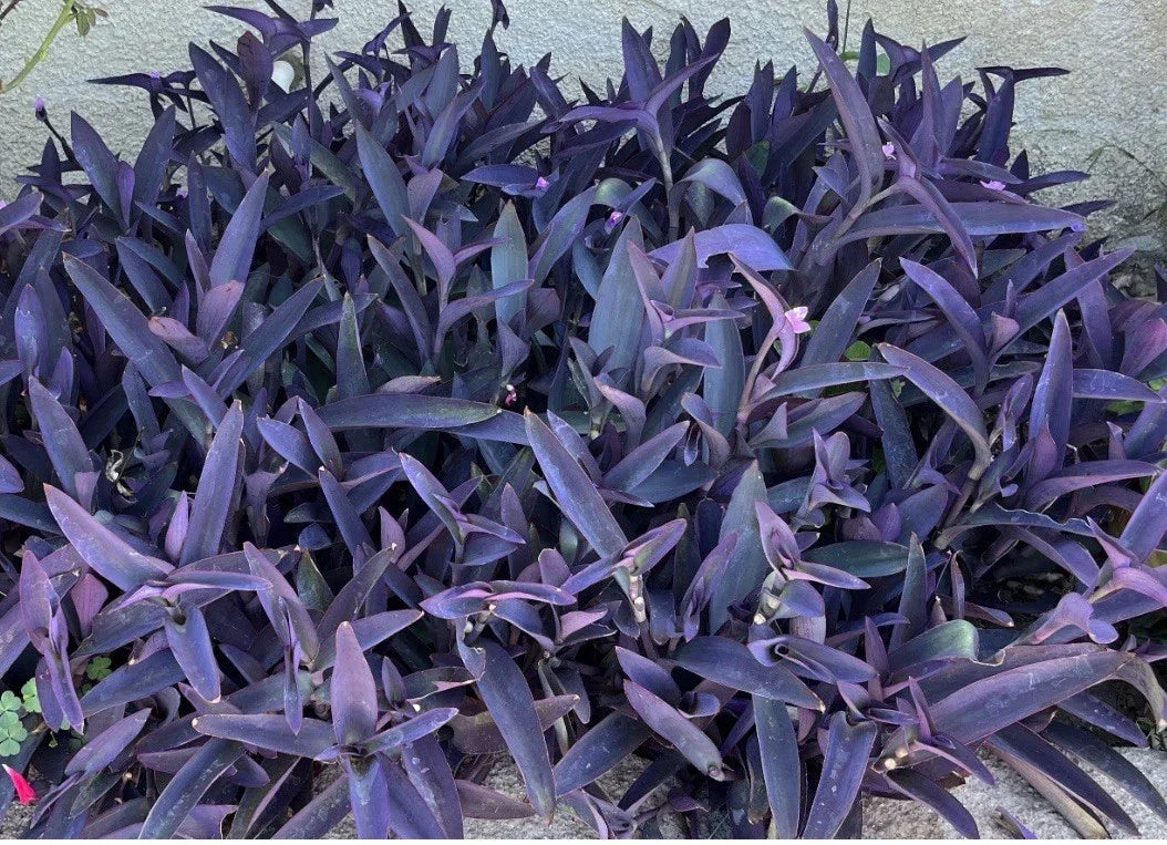 Purple Jade Cuttings - 8 Succulent Propagation Plants - Crassula perfoliata var. falcata - Drought-Tolerant Indoor & Outdoor