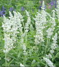 Salvia Seeds 200 Count Victoria Series White Non-GMO Pollinator-Friendly Salvia nemorosa