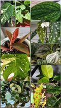 Plant Cuttings Bundle of 5 - Assorted Indoor Houseplants, Propagation Clippings, Live Plant Cuttings for Gardening