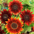 Sunflower Seeds Rouge Royale 25 Pack Helianthus annuus Premium Garden Flower Seeds for Planting